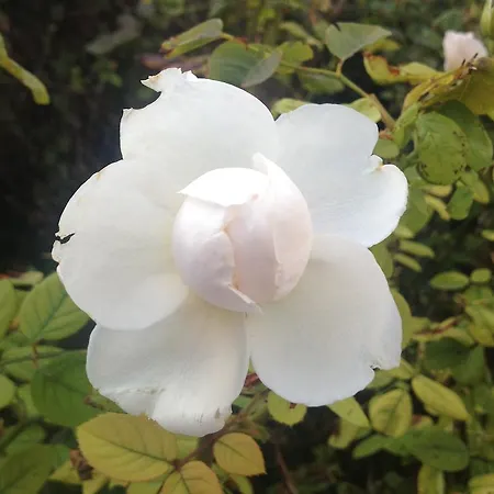 Bed & Breakfast Roses And Berries